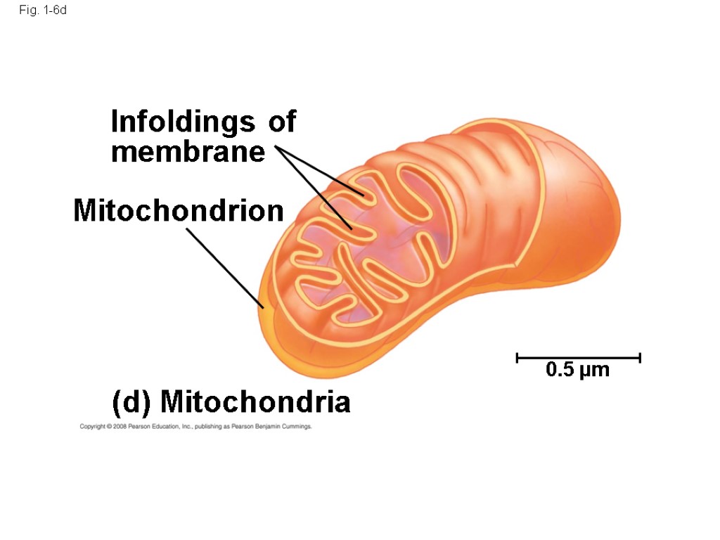 Fig. 1-6d Infoldings of membrane Mitochondrion (d) Mitochondria 0.5 µm